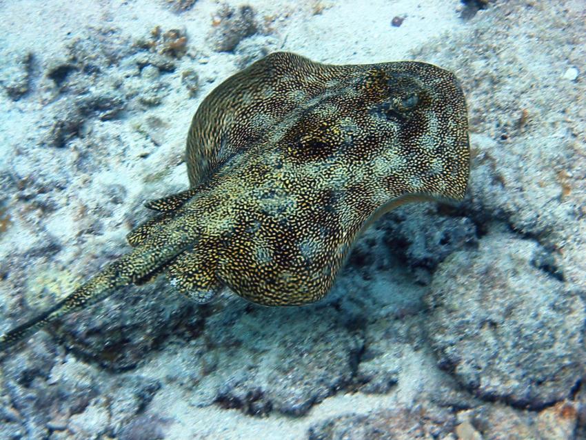 Yellow Stingray - Urobatis jamaicensis