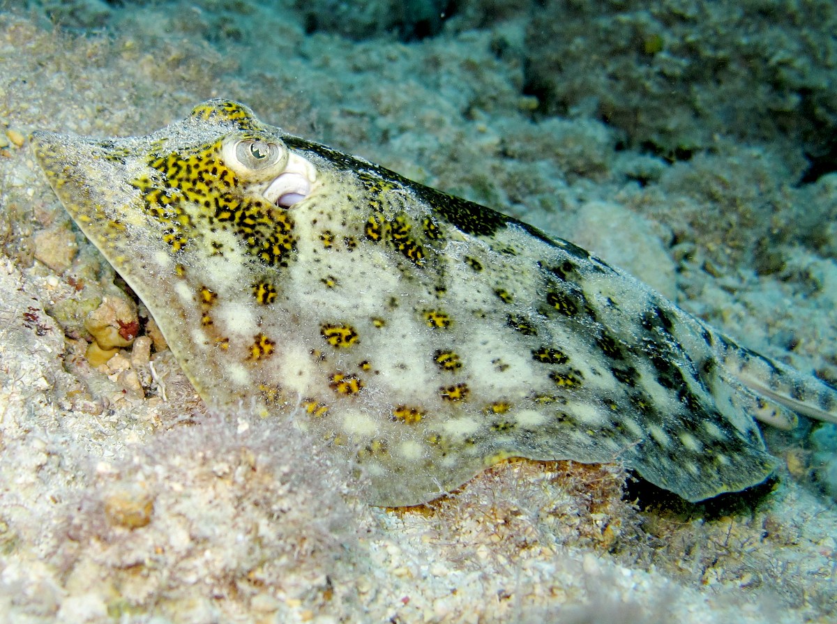 Yellow Stingray - Urobatis jamaicensis