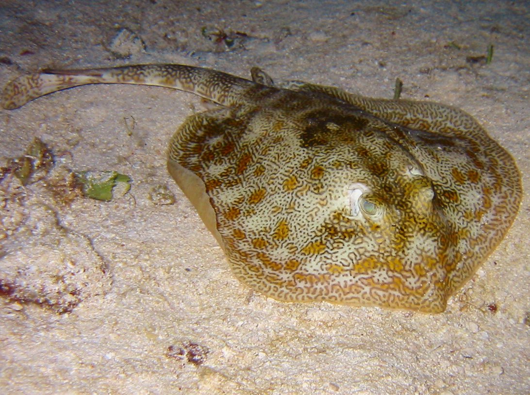 Yellow Stingray - Urobatis jamaicensis