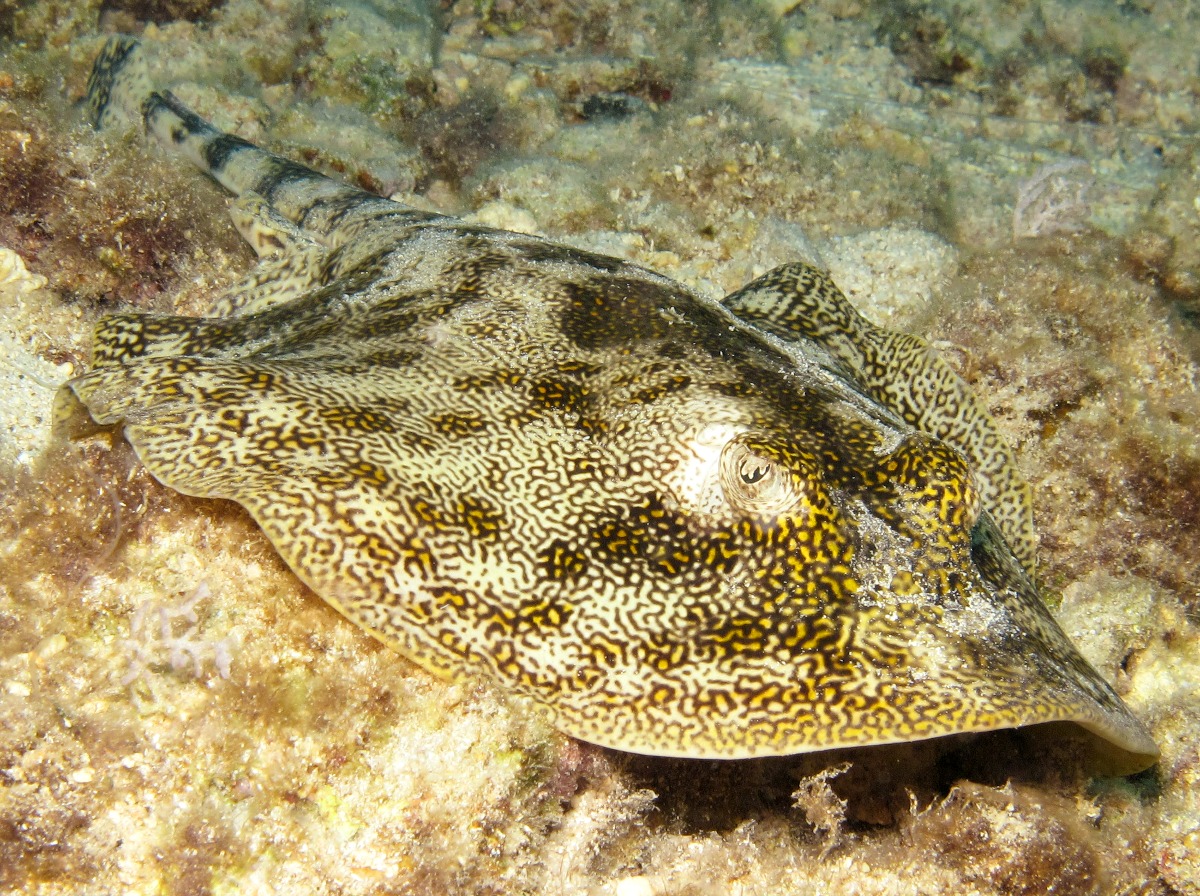 Yellow Stingray - Urobatis jamaicensis