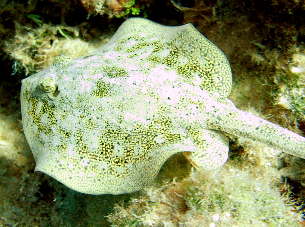 Yellow Stingray - Urobatis jamaicensis
