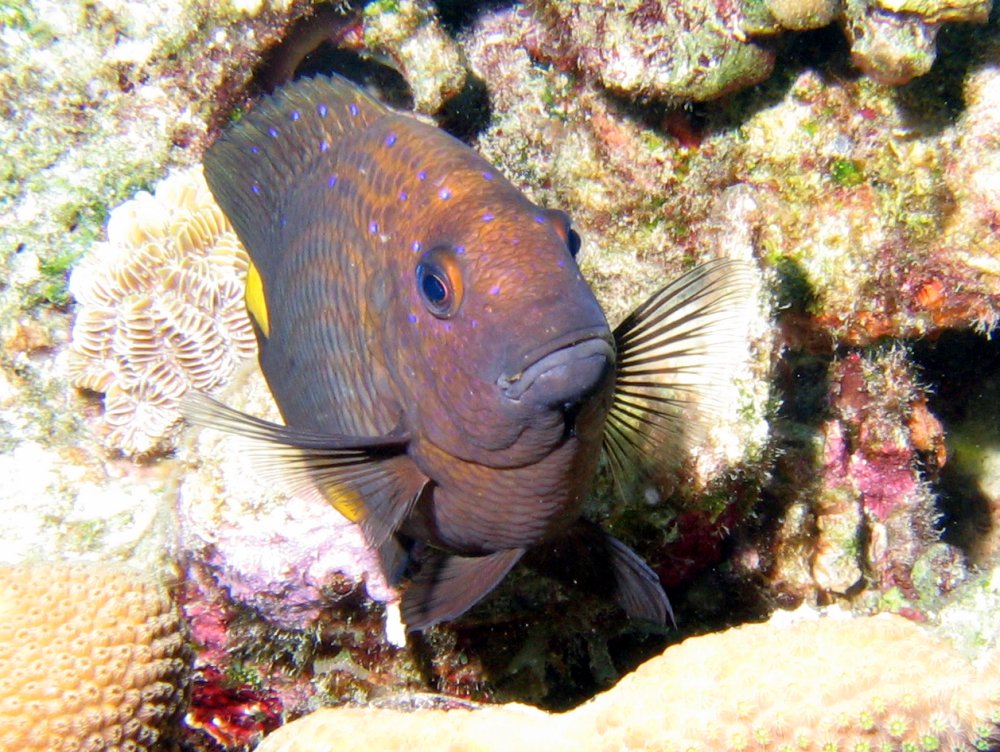 Yellowtail Damselfish - Microspathodon chrysurus