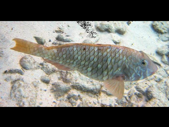 Yellowtail Parrotfish - Sparisoma rubripinne