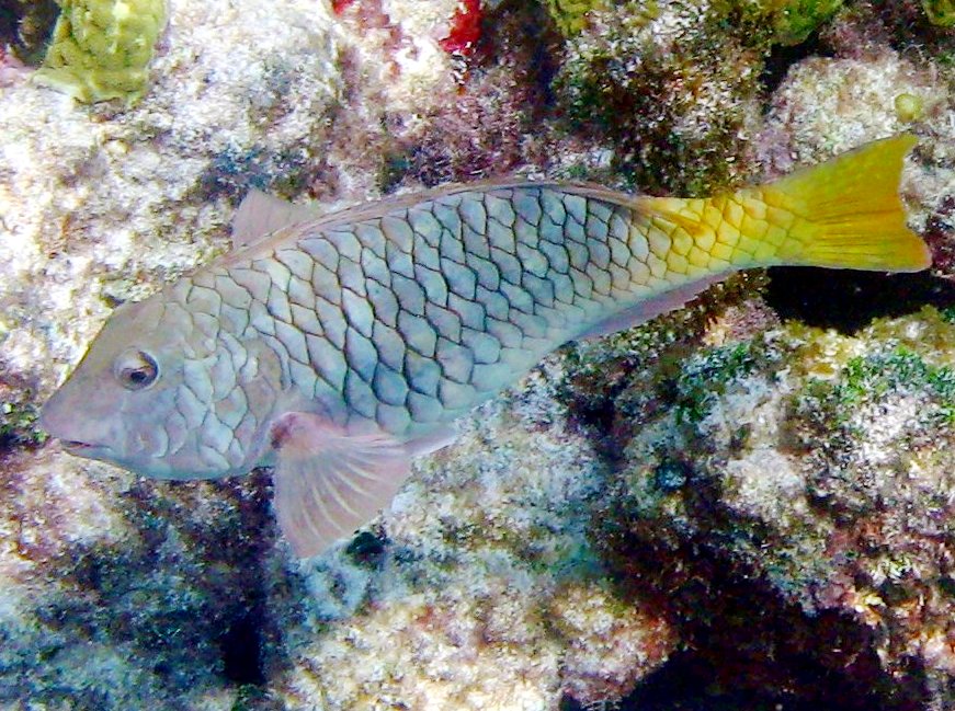 Yellowtail Parrotfish - Sparisoma rubripinne