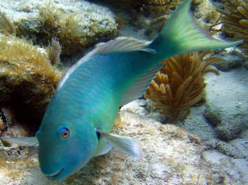 Yellowtail Parrotfish - Sparisoma rubripinne
