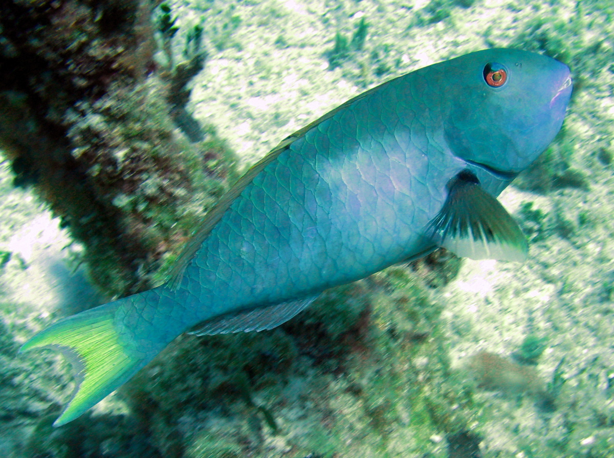 Yellowtail Parrotfish - Sparisoma rubripinne