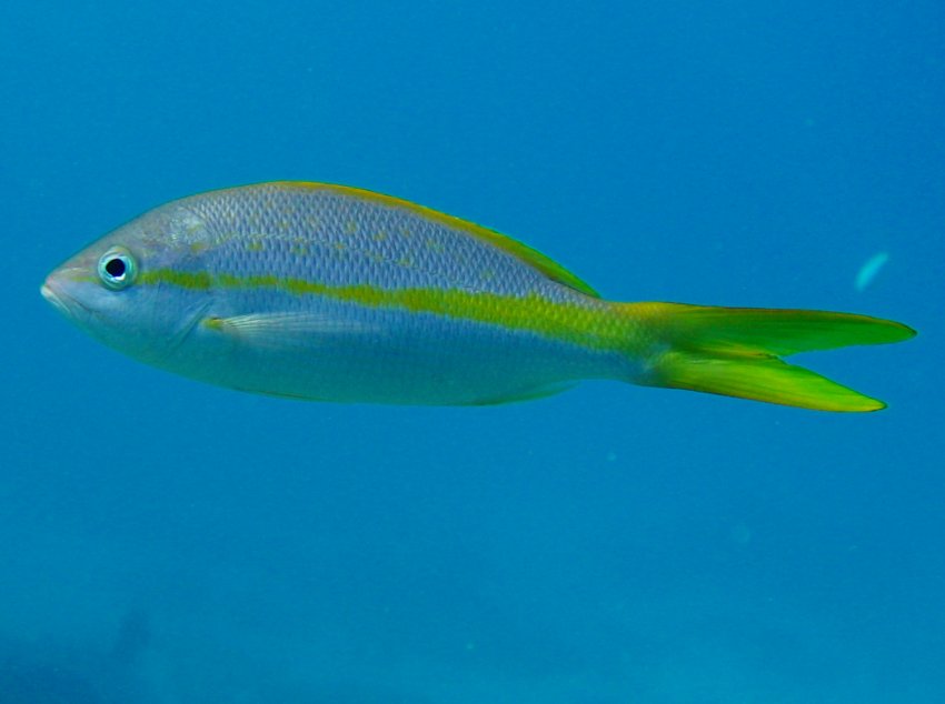 Yellowtail Snapper - Ocyurus chrysurus