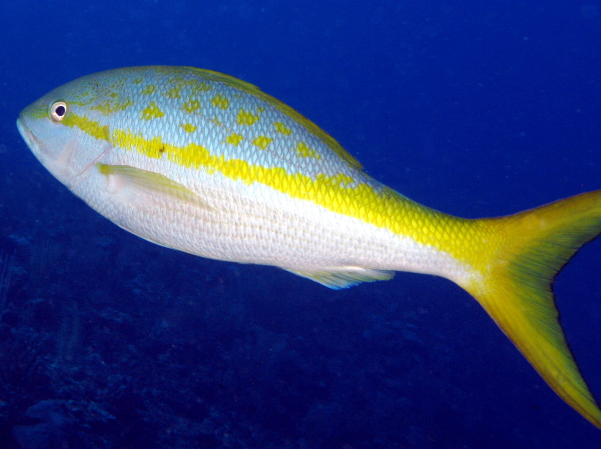 Yellowtail Snapper - Ocyurus chrysurus