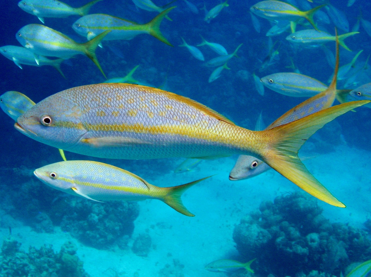 Yellowtail Snapper - Ocyurus chrysurus
