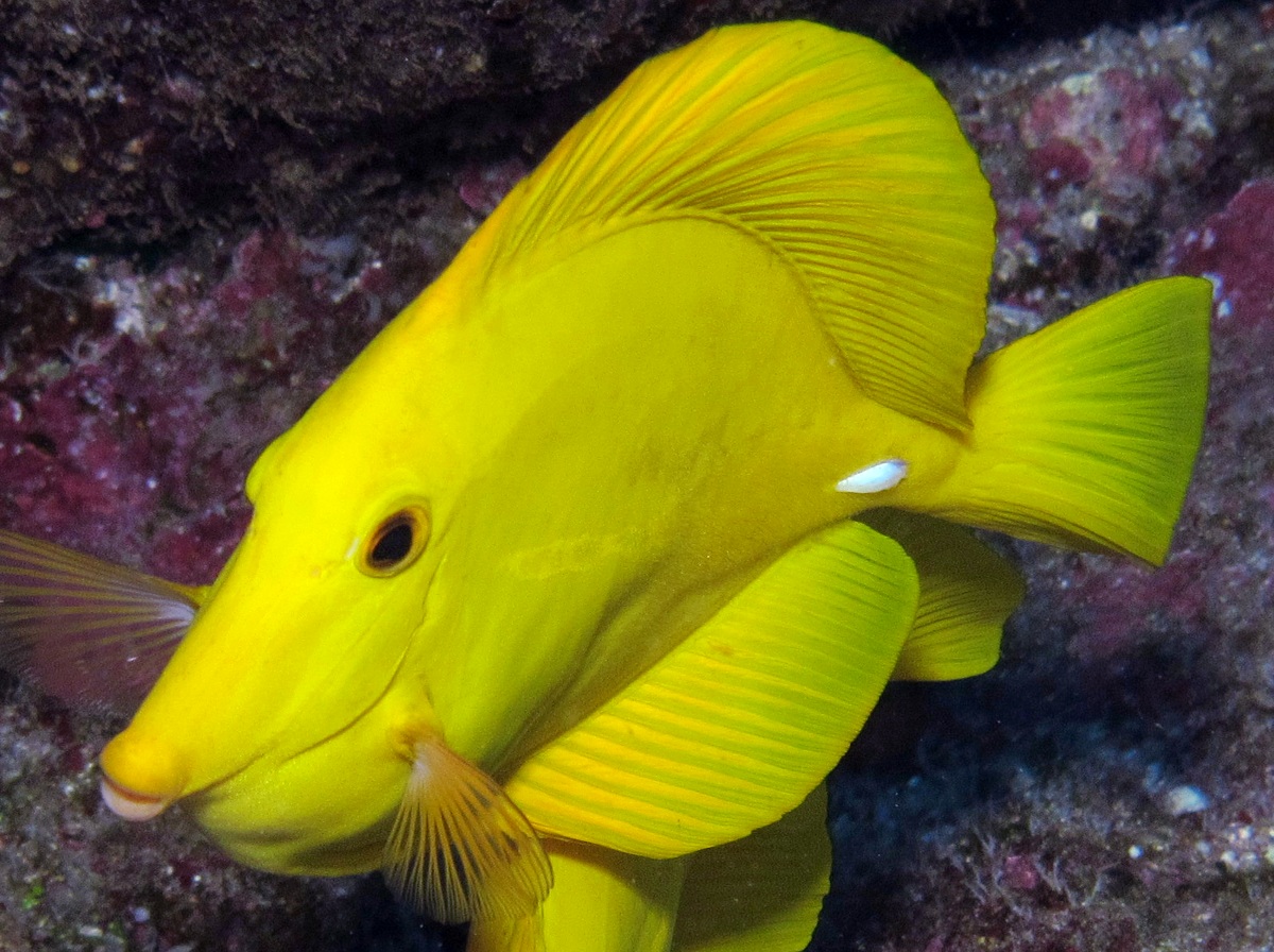 Yellow Tang - Zebrasoma flavescens