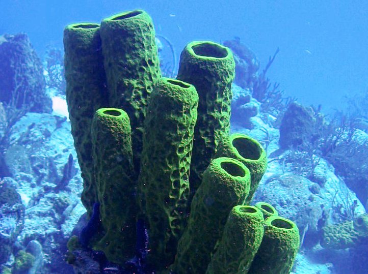 Yellow Tube Sponge - Aplysina fistularis