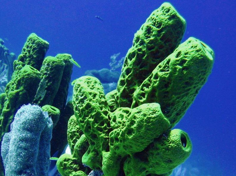 Yellow Tube Sponge - Aplysina fistularis