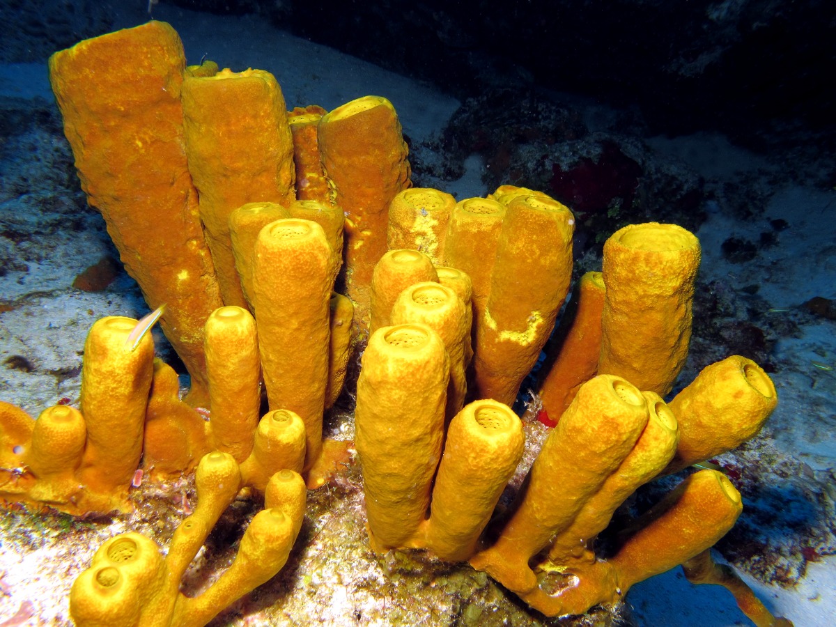 Yellow Tube Sponge - Aplysina fistularis