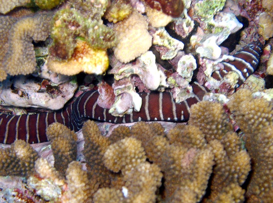 Zebra Moray Eel - Gymnomuraena zebra