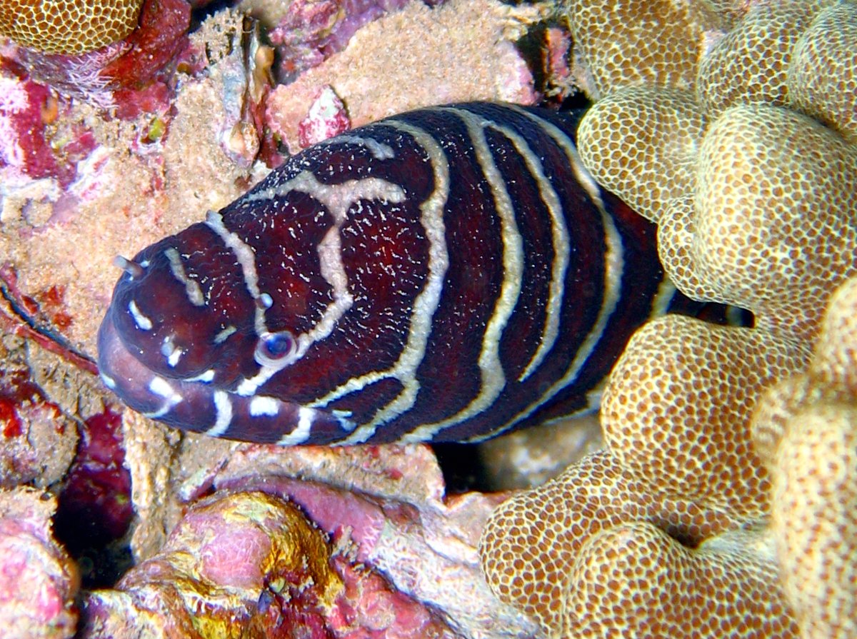 Zebra Moray Eel - Gymnomuraena zebra