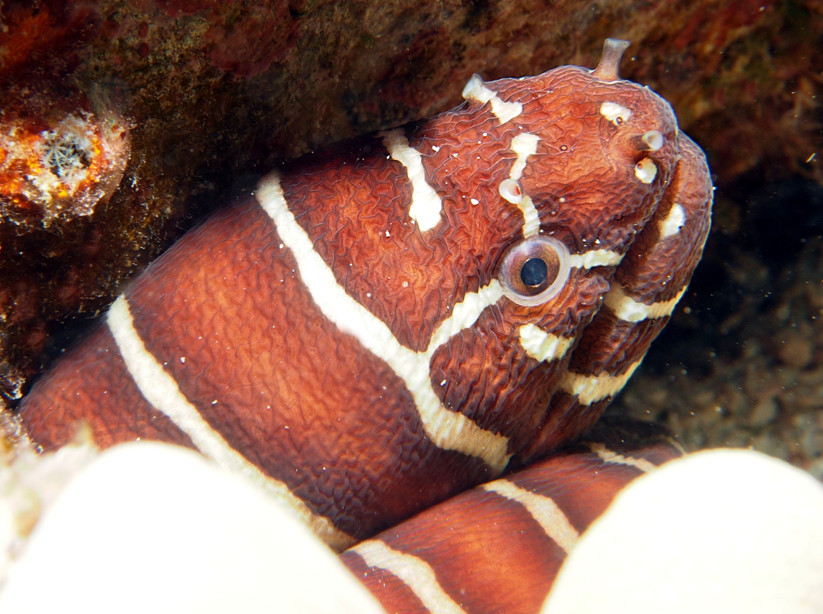 Zebra Moray Eel - Gymnomuraena zebra