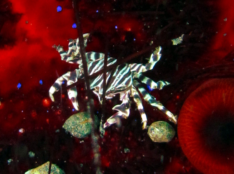 Zebra Urchin Crab - Zebrida adamsii